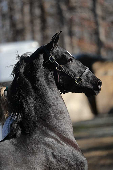 Heritage December 2025